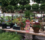 Beautiful flower pots in nursery