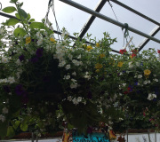 Rainier View nursery