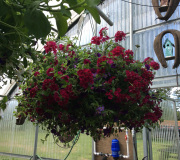 Rainier View nursery