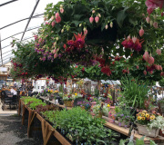 Rainier View nursery