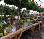 Rainier View nursery